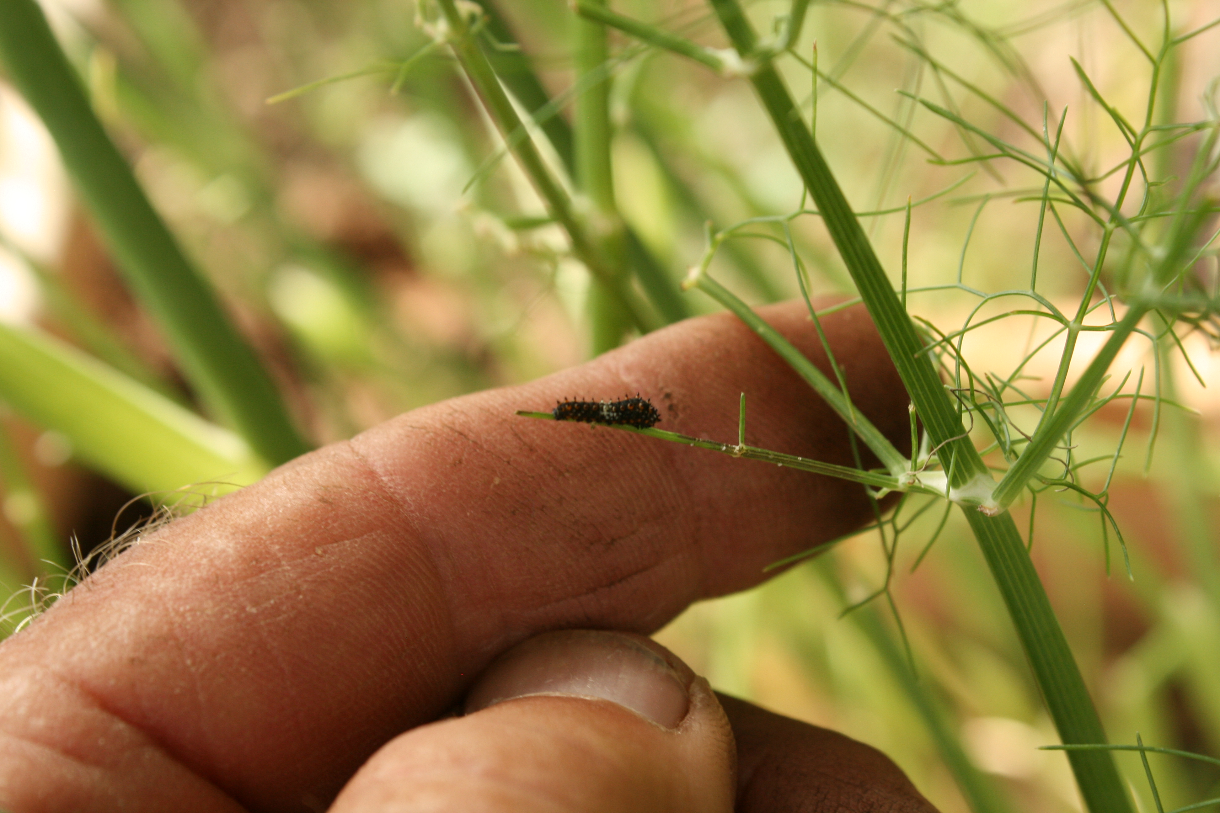 Growing Native- Black Swallowtail