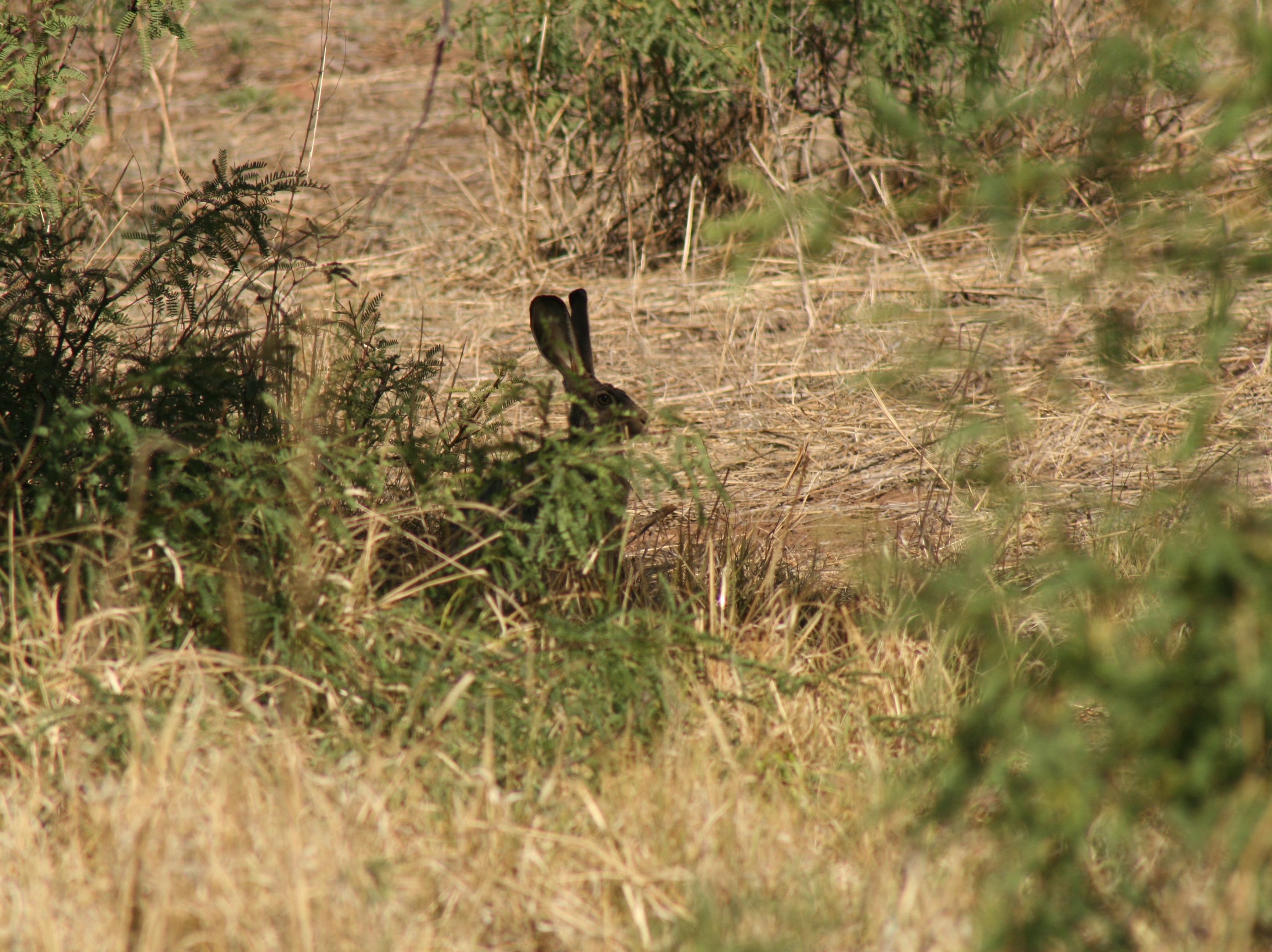 Black-tailed Jackrabbits, Mexican Elderberry and New Age Cowboys