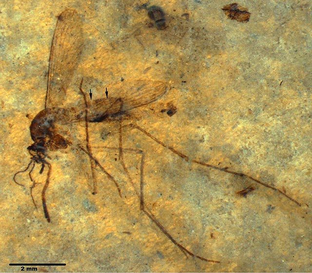 Eocene-mosquito-fossil
