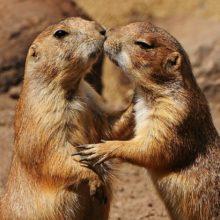 Talk With The Animals