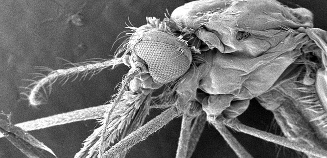 mosquito micrograph