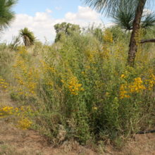 Solidago missouriensis