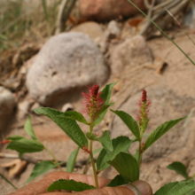 The Autumnal Borderlands