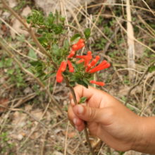 Bouvardia and Senticolis