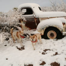 A Mesquitey Christmas Tradition