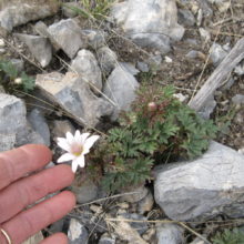 Anemone tuberosa