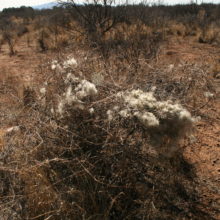 Clematis drummundii in a Wintery Landscape