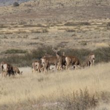 Desert Mule Deer