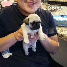 Thesis Thursday- Ricky Lira