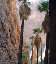 Palm Canyon