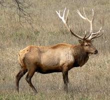 Elk