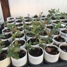 Ancient Plants and Ancient Water