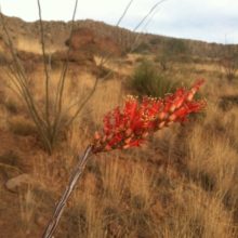 Borderland Pollinator Plants
