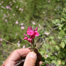 Salvia lemmonii