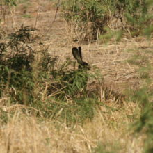 Black-tailed Jacks, Mexican Elderberry and Vegan Cowboys