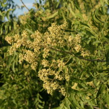 Western Soapberry Tree