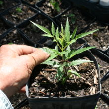Arizona Yellow Bells