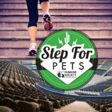 Step for Pets