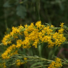 Solidago missouriensis