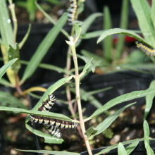My Milkweed Collection