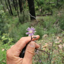 Wild Lettuce in the HIlls