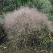 Bush Muhly