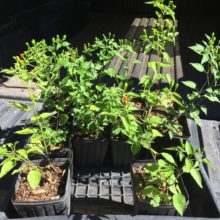 The Mother of All Chiles