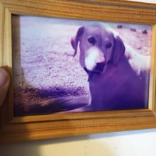 King of the Dogs and Queen of the Night