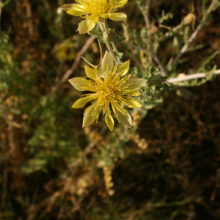 Mentzelia pumila