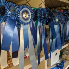 Therapeutic Riding of Tucson Horse Rider Show