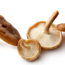 An Intro to Edible Mushrooms for Your Home and Garden
