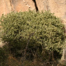 Simmondsia chinensis