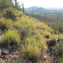 Beat Back Buffelgrass 2019