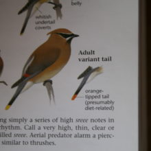 The Historic Ol’ Guajolote