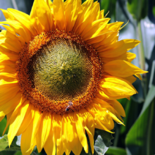 One Seed Pima County: Saving Sunflower Seeds