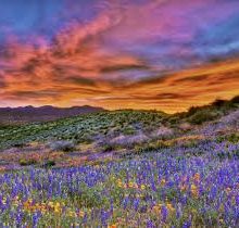 Wildflowers in Organ Pipe N.M.
