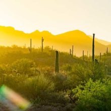 On the Wings of Sustainability: A Pollinator Summit & Brunch