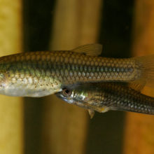 The Gila Topminnow Returns