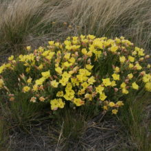 Hartweg’s Sundrops