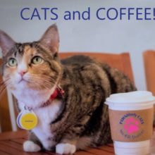 Pop-Up Cat Cafe