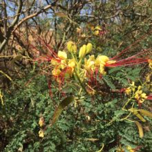 Caesalpinia gillesii