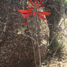 Flowering Plants and Waiting for Monsoon