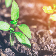 Using Compost Teas to Build Healthy Soil