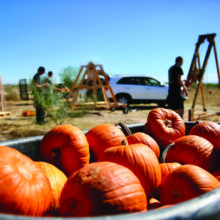 4th Annual Pumpkin Smash