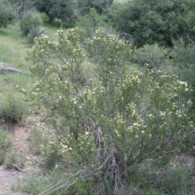 Purshia mexicana