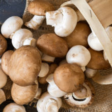 Intro to Mushrooms for the Home and Garden