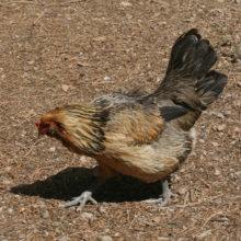 MaLin the Hen and Salvia too