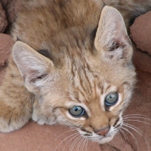 Wildlife Rehabilitation and Coexistence
