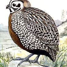Mearns Quail and Mexican Blue Oaks