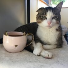 Pop-Up Cat Cafe